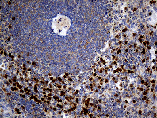 m33923 anti septin 3 sept3 mouse monoclonal antibody clone id oti3h6 ihc testing 4