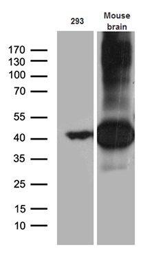 Western blot analysis of extracts (35ug) from 293T cell line and mouse brain tissue lysate by using anti-SEPT3 monoclonal antibody (1:500)