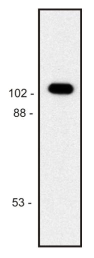 m33937 beta galactosidase e coli primary antibodies wb testing 1