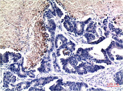 m33947 1 h3c1 primary antibodies ihc testing 1