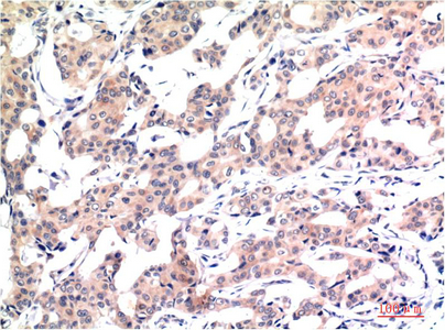 m33947 1 h3c1 primary antibodies ihc testing 2