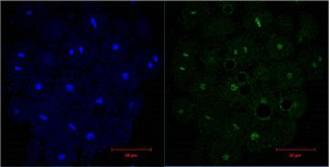 m33947 histone h3 primary antibodyes if testing 22