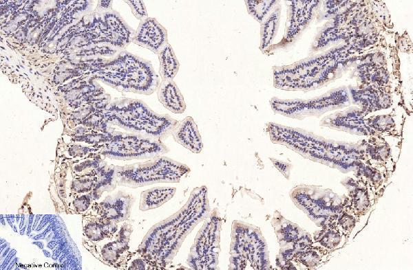m33947 histone h3 primary antibodyes ihc testing 13