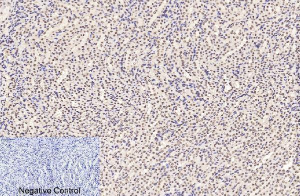 m33947 histone h3 primary antibodyes ihc testing 14