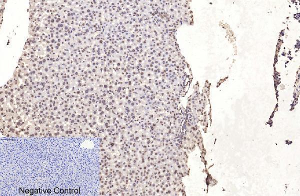 m33947 histone h3 primary antibodyes ihc testing 15