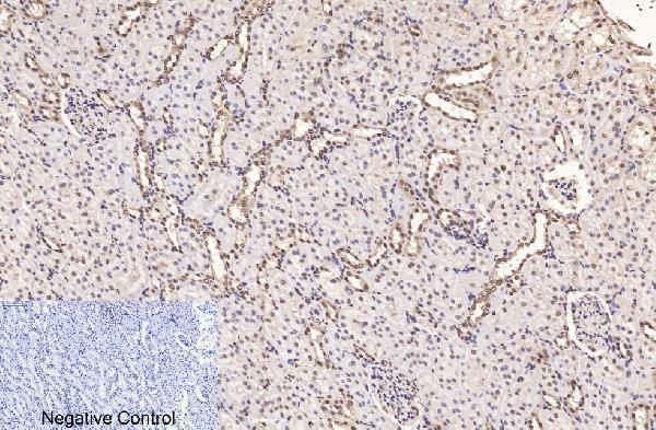 m33947 histone h3 primary antibodyes ihc testing 18