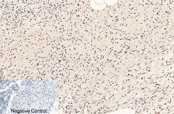 m33947 histone h3 primary antibodyes ihc testing 2