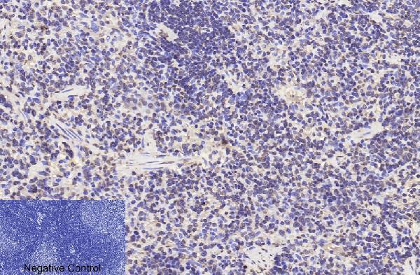 m33947 histone h3 primary antibodyes ihc testing 20