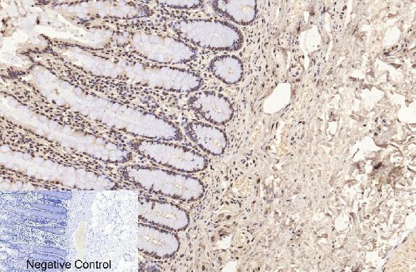 m33947 histone h3 primary antibodyes ihc testing 3