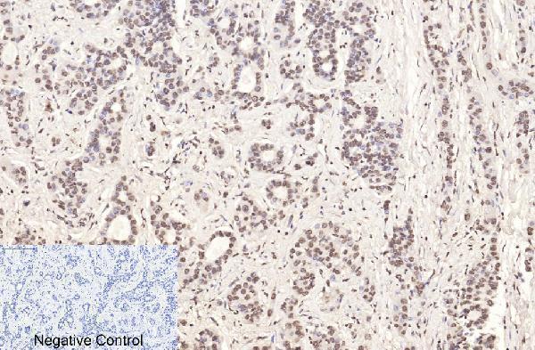m33947 histone h3 primary antibodyes ihc testing 4