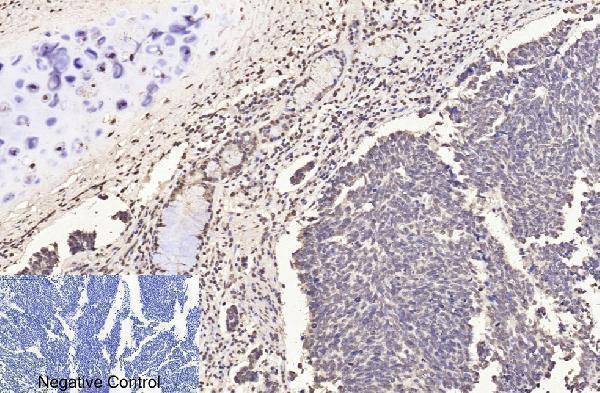 m33947 histone h3 primary antibodyes ihc testing 5