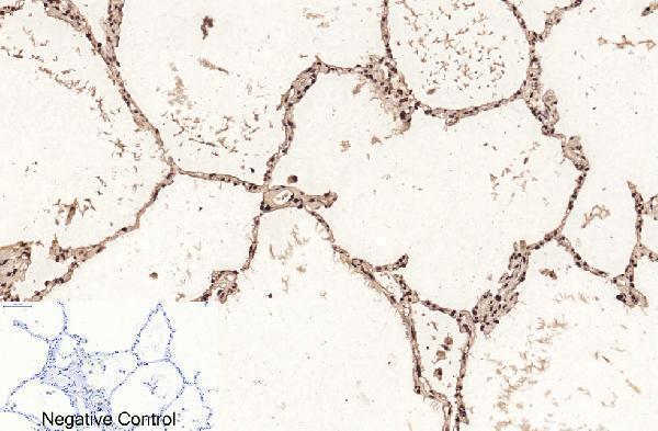 m33947 histone h3 primary antibodyes ihc testing 6