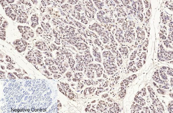 m33947 histone h3 primary antibodyes ihc testing 7