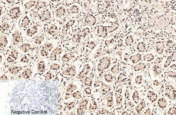 m33947 histone h3 primary antibodyes ihc testing 8