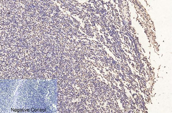 m33947 histone h3 primary antibodyes ihc testing 9