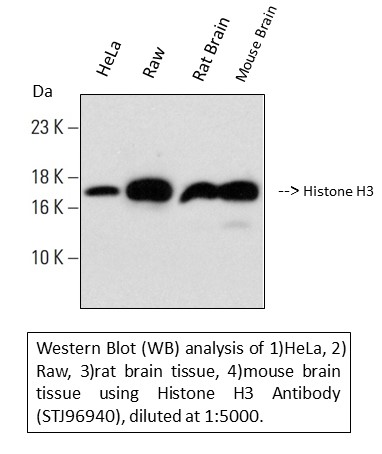 m33947 histone h3 primary antibodyes wb testing 1