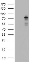 m33956 anti bach1 mouse monoclonal antibody clone id oti4e11 wb testing 1