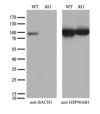 m33956 anti bach1 mouse monoclonal antibody clone id oti4e11 wb testing 2
