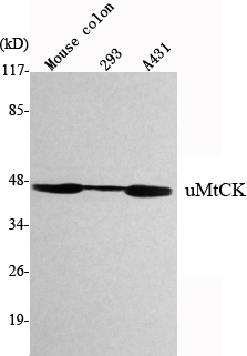 m33973 umtck primary antibodies wb testing 1