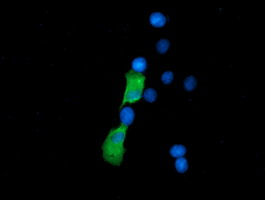 m33989 anti znrd2 mouse monoclonal antibody clone id oti2f5 if testing 16