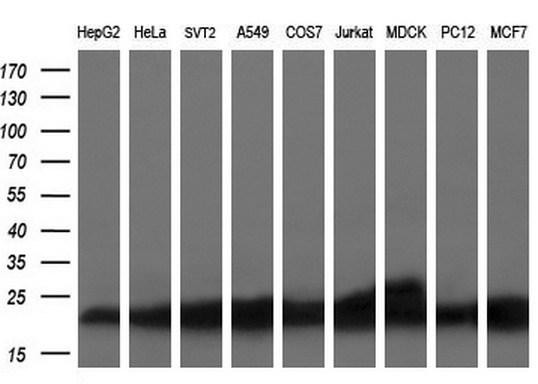 Western blot analysis of extracts (35ug) from 9 different cell lines by using anti-SSSCA1 monoclonal antibody (HepG2: human; HeLa: human; SVT2: mouse; A549: human; COS7: monkey; Jurkat: human; MDCK: canine; PC12: rat; MCF7: human) at 1:200 dilution