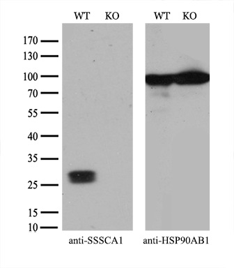 m33989 anti znrd2 mouse monoclonal antibody clone id oti2f5 wb testing 3