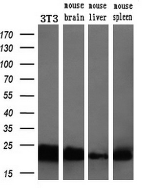 Western blot analysis of extracts (10ug) from a mouse cell line and 3 different mouse tissues by using anti-SSSCA1 monoclonal antibody (1:200)