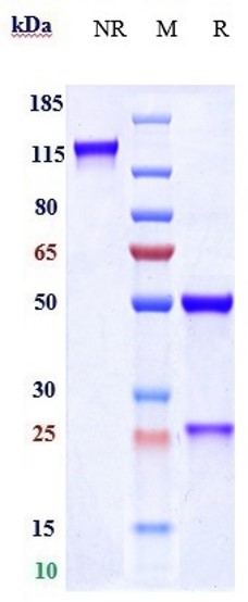 m34012 1 sds page