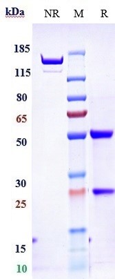 m34012 2 sds page
