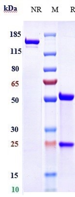 m34012 4 sds page
