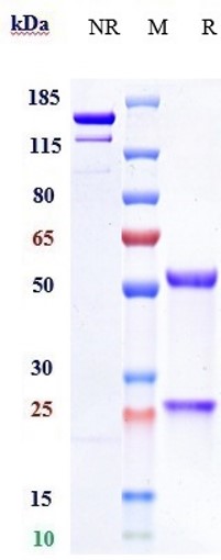 m34012 6 sds page