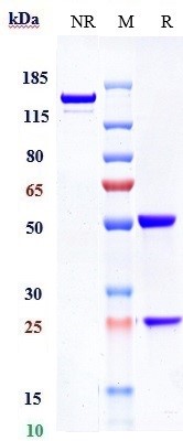 m34012 7 sds page