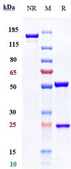 m34012 8 sds page