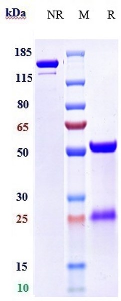 m34012 sds page
