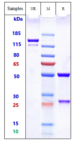 m34014 sds page
