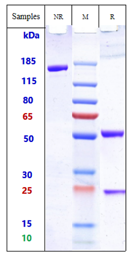 m34015 sds page