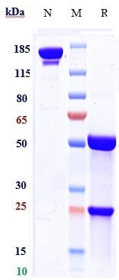 m34016 2 sds page