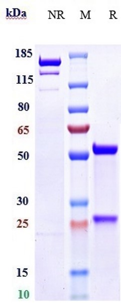 m34017 sds page