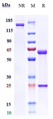 m34018 sds page