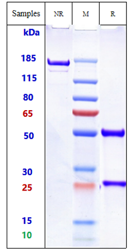 m34019 1 sds page