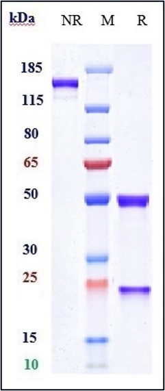 m34019 sds page