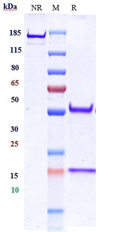 m34021 1 sds page