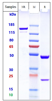 m34023 sds page