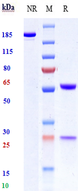 m34024 sds page