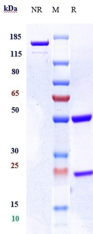 m34025 1 sds page