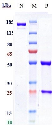 m34026 sds page
