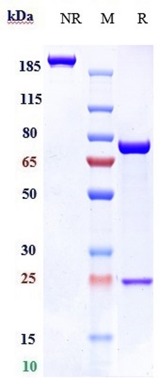 m34027 sds page
