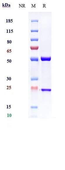 m34029 sds page