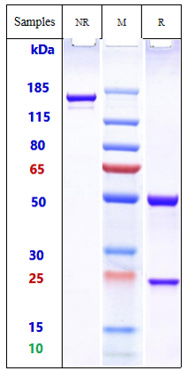 m34030 sds page