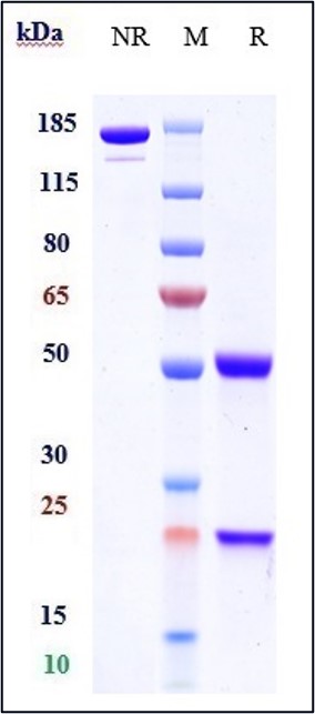 m34031 sds page